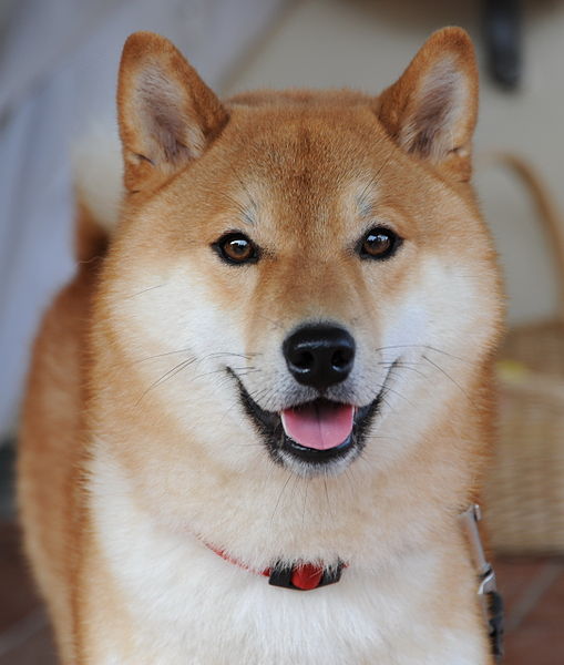 Photo of a Shiba Inu