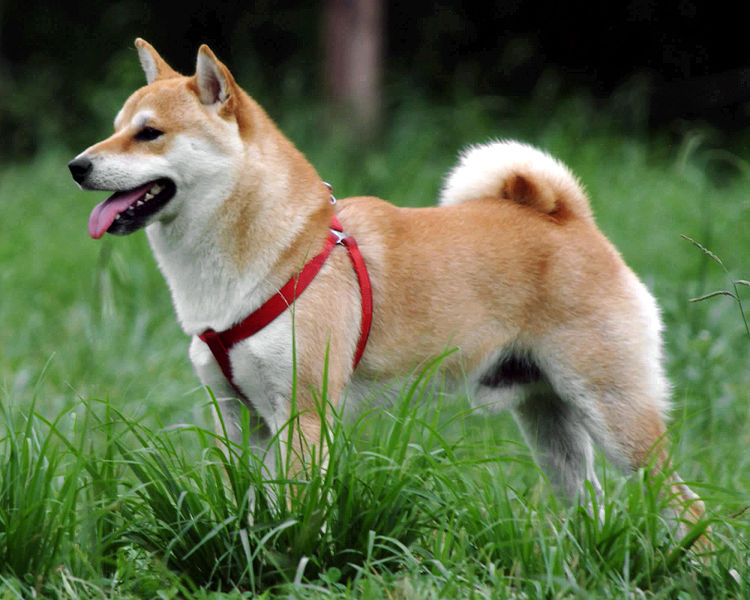 Photo of a Shiba Inu